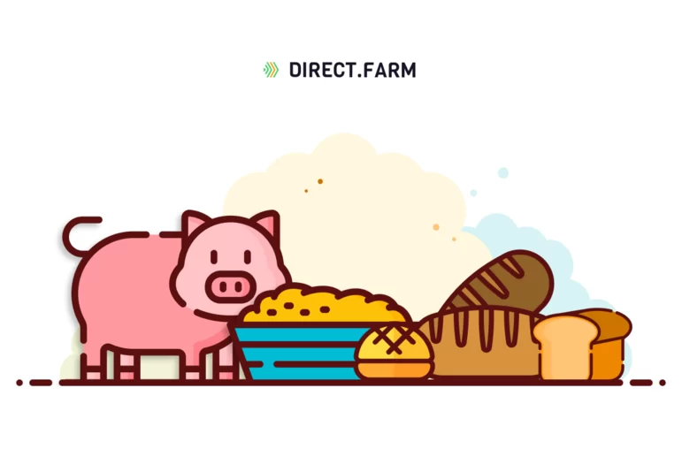 Как кормить свиней хлебом?
