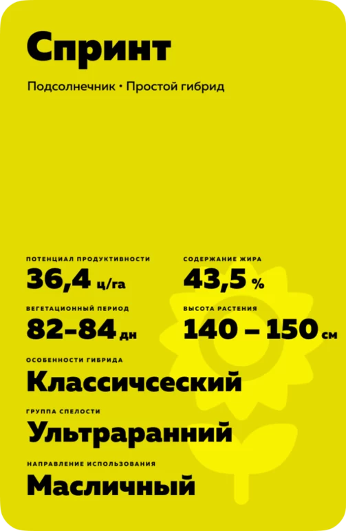 Спринт - гибрид подсолнечника ( Helianthus annuus L.).