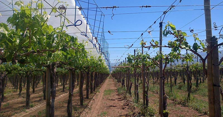 Возделывание винограда под пленочными укрытиями