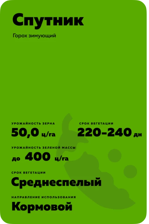 Спутник сорт гороха зимующего