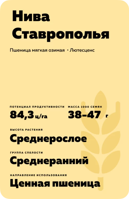Нива Ставрополья сорт мягкой озимой пшеницы