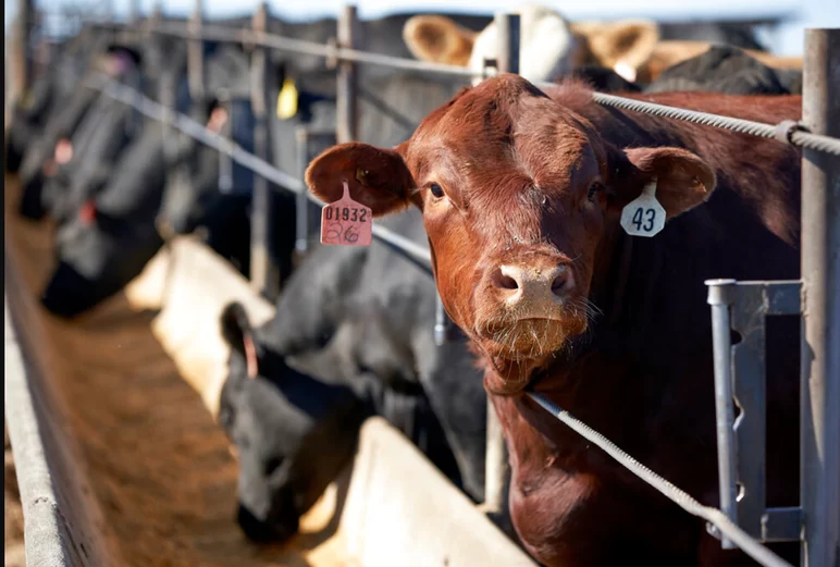 Fox News: в США может подорожать мясо из-за снижения поголовья рогатого скота