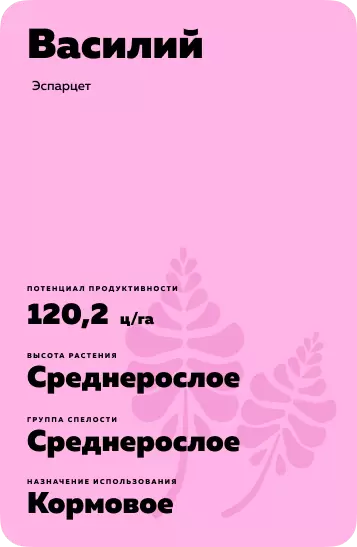 Василий