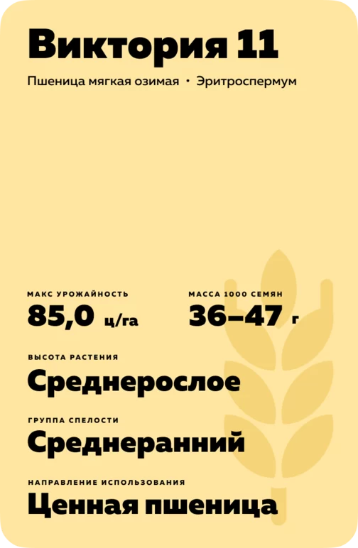 Виктория 11 сорт мягкой озимой пшеницы