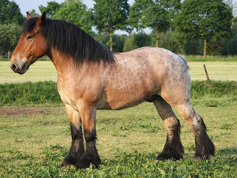 Арденская порода лошадей