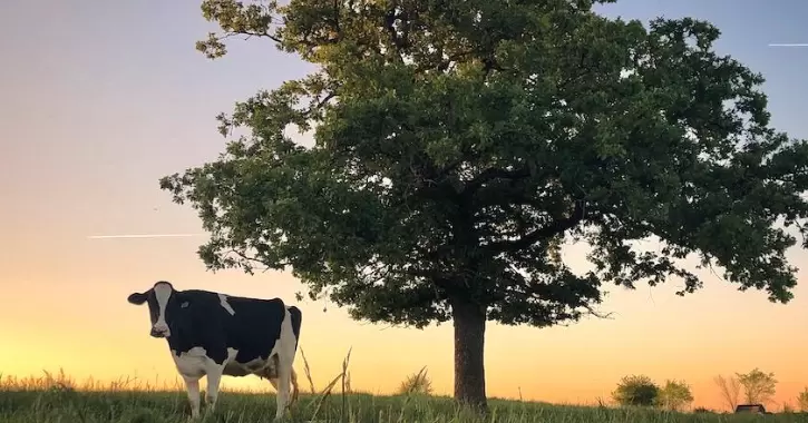 Отказ от молочного скотоводства почти не повлияет на выбросы парниковых газов