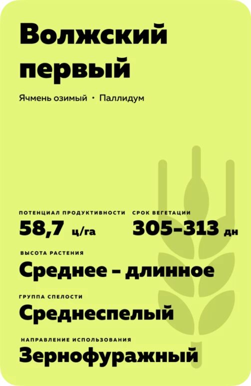 Волжский первый  сорт озимого ячменя