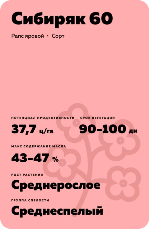 Сибиряк 60