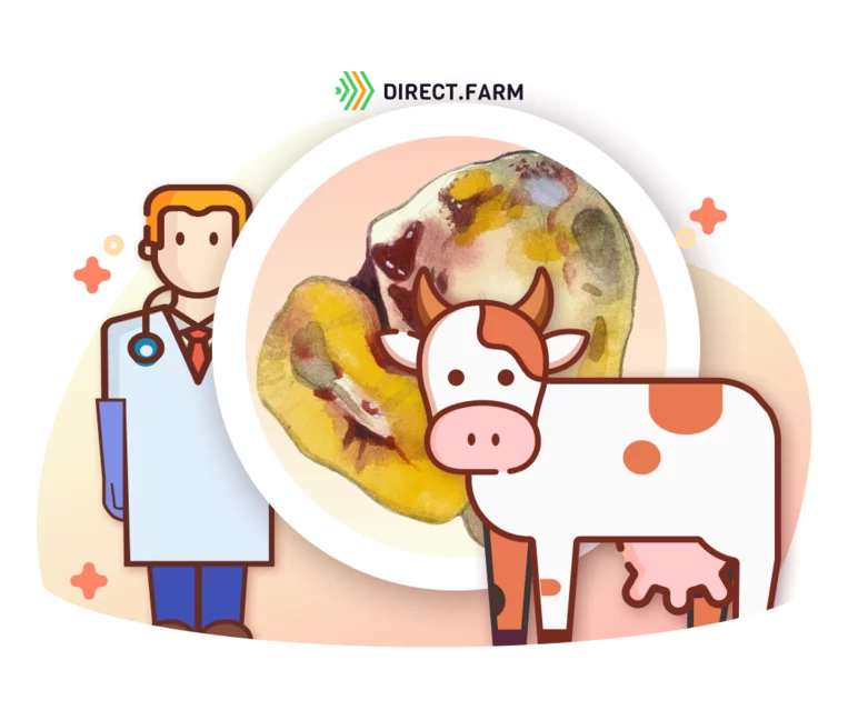 Протоколы лечения персистентного желтого тела у коров