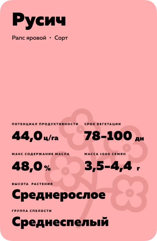 Русич сорт рапса ярового
