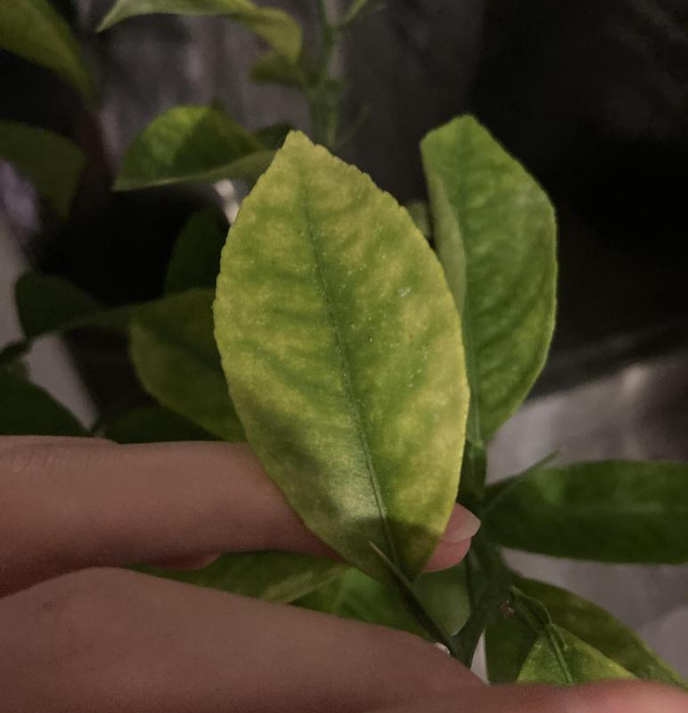 Хлороз листьев мандарина 