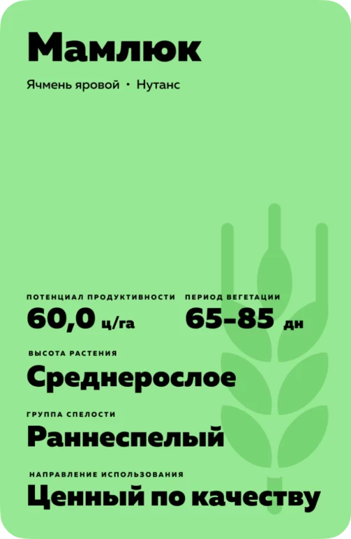 Мамлюк сорт ярового ячменя