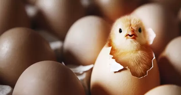 Предприятия снижают импорт яиц в пользу цыплят
