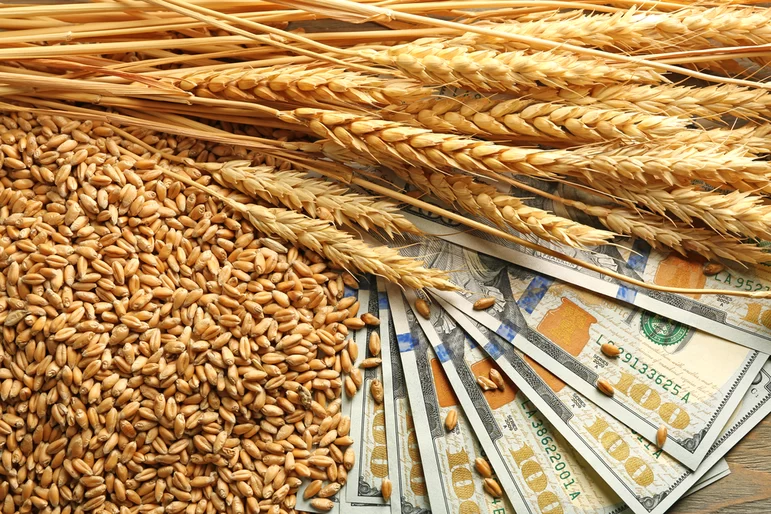 Зерно подорожало на бирже после отчета американского Минсельхоза