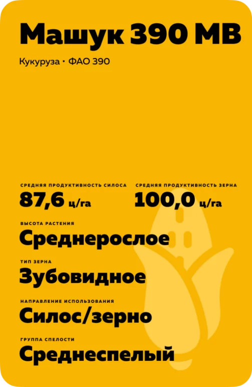 Машук 390 МВ гибрид кукурузы