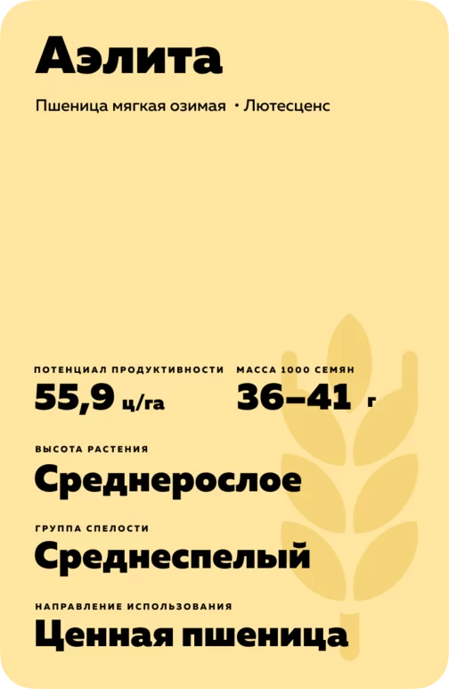 Аэлита сорт мягкой озимой пшеницы