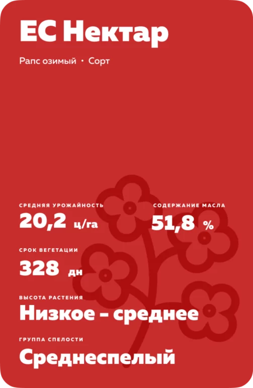 ЕС Нектар рапс озимый