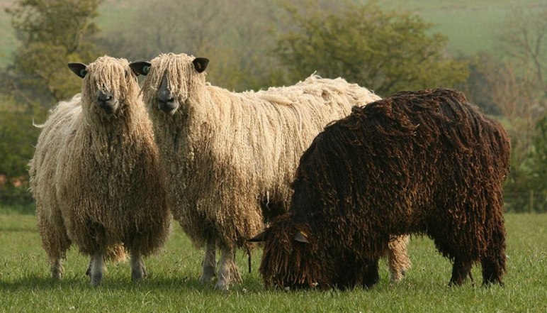 Венслидейл - порода овец