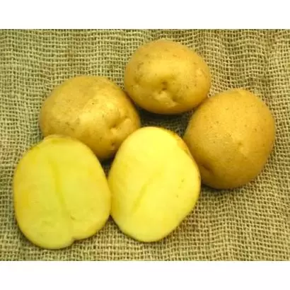 Танай - картофель. Характеристики и отзывы