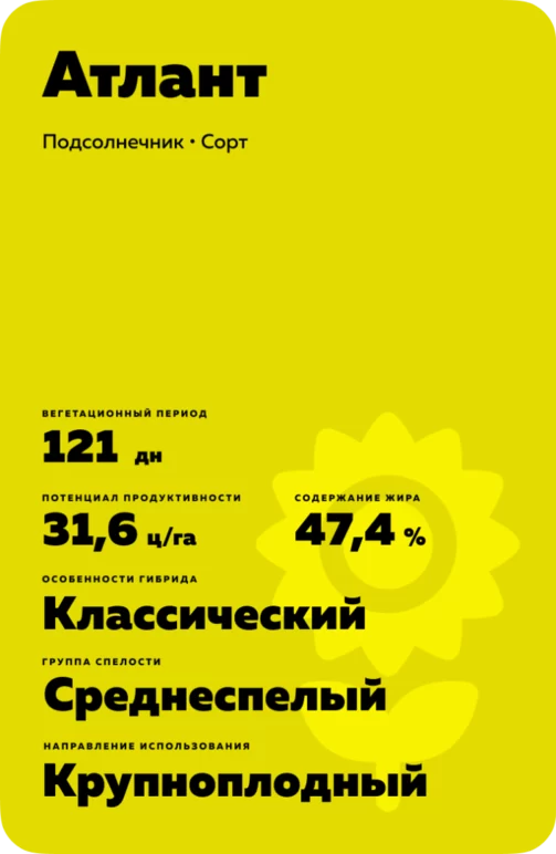 Атлант подсолнечник