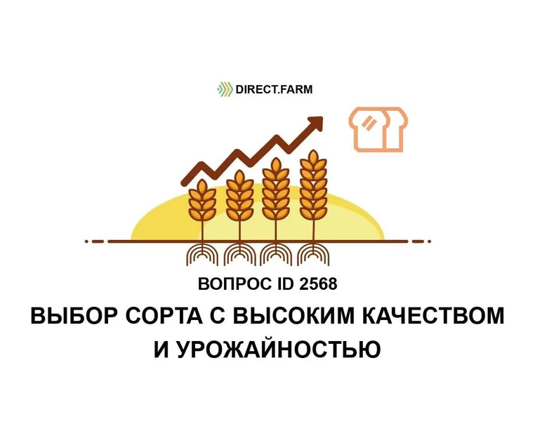 Какой сорт яровой пшеницы выбрать для Новосибирской области?