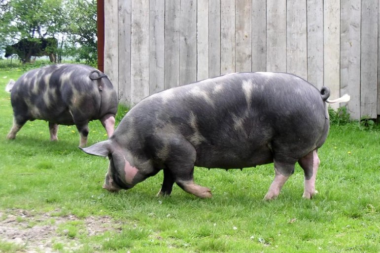 Пулавская порода свиней