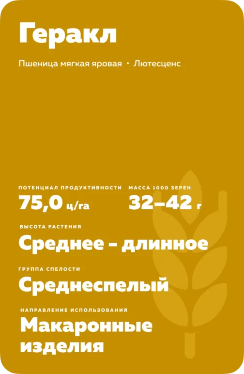 Геракл сорт мягкой яровой пшеницы