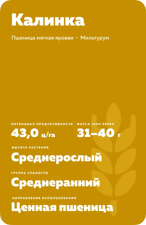 Калинка  сорт мягкой яровой пшеницы