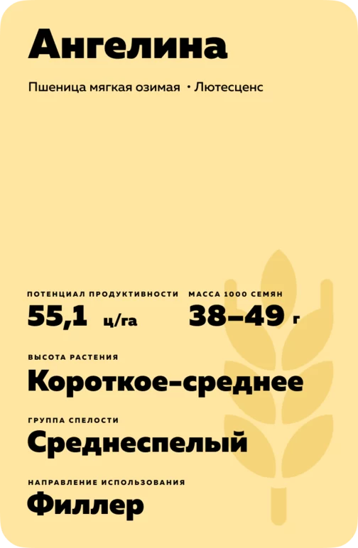 Ангелина сорт мягкой озимой пшеницы