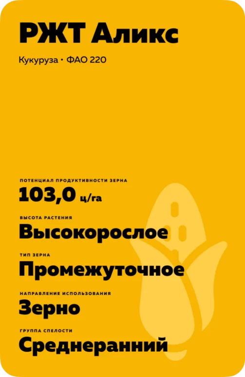 РЖТ Аликс гибрид кукурузы
