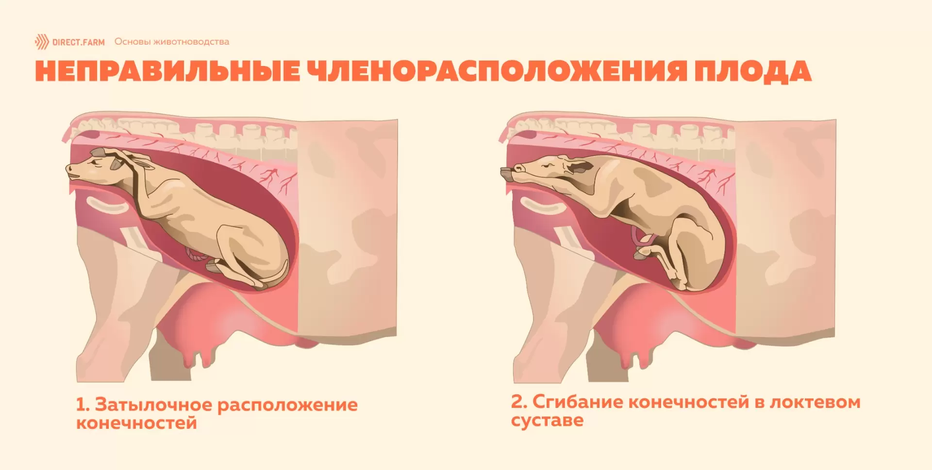 Селезенка: форма, строение, расположение, функции, признаки изменения