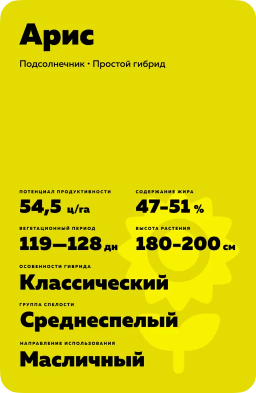 Арис - гибрид подсолнечника (Helianthus annuus L.) .