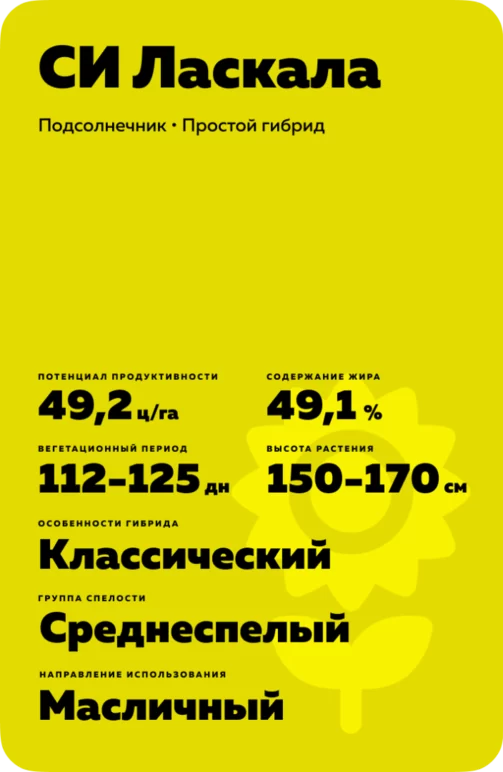 СИ Ласкала гибрид подсолнечника