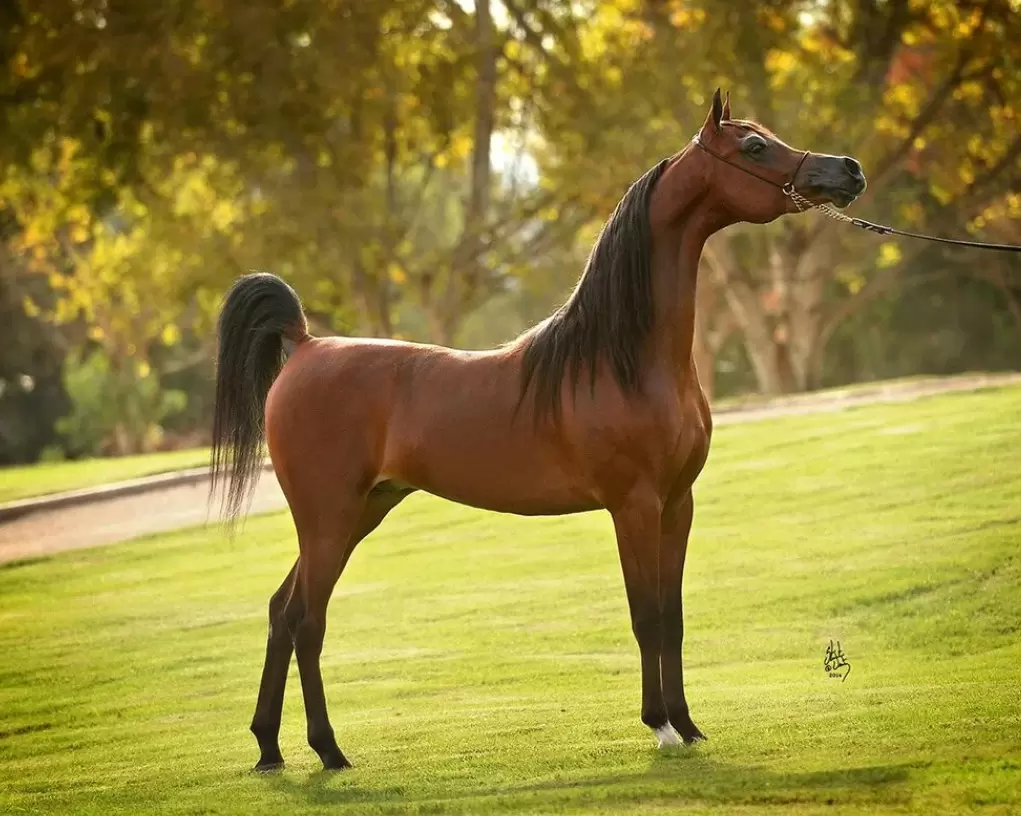 Породистый конь. Кохейлан-сиглави. Лошади породы арабская чистокровная. Арабская лошадь (арабская чистокровная лошадь). Арабская порода лошадей сиглави.