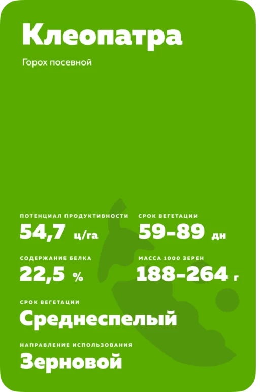 Клеопатра (KLEOPATRA) сорт гороха посевного