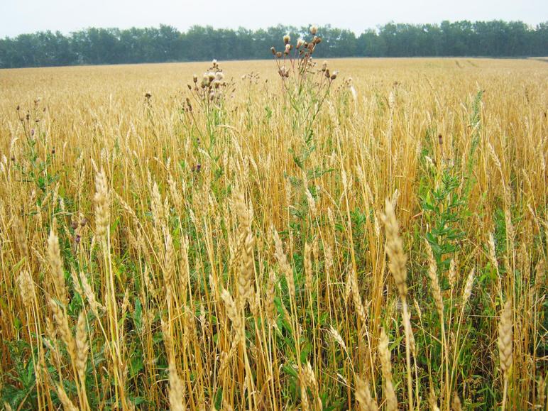 Экономическая эффективность различных технологий выращивания яровой пшеницы