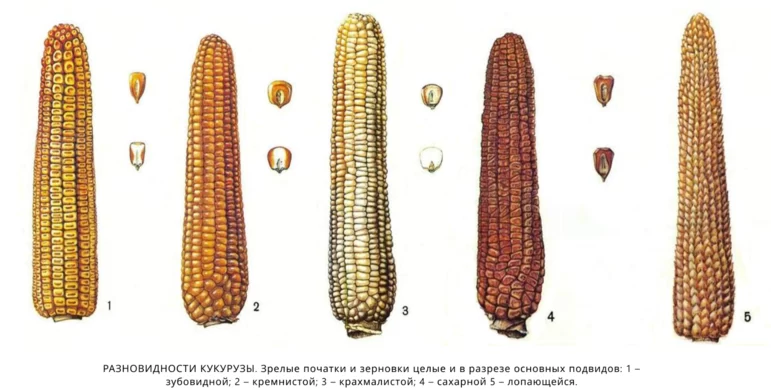 Подвиды кукурузы