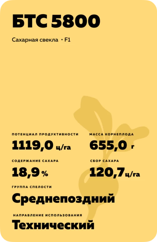 БТС 5800 - гибрид свеклы сахарной (Beta vulgaris L. ssp. vulgaris var. saccharifera Alef.).