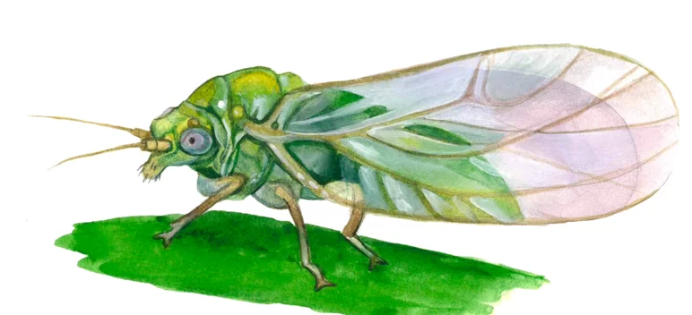 Яблонная медяница (листоблошка)