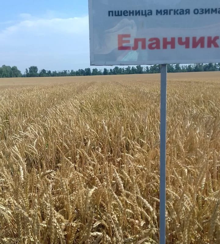 Сорта озимой пшеницы НЦЗ им. П.П.Лукьяненко