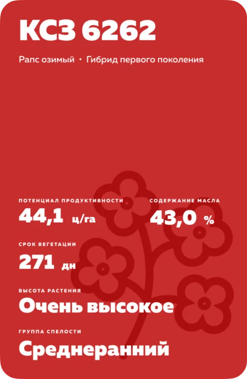 КСЗ 6262 гибрид озимого рапса