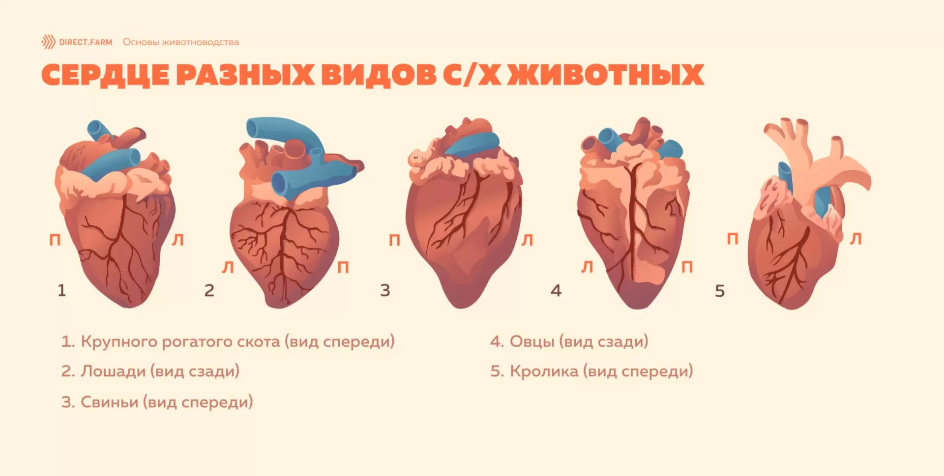 Основные понятия о строении сердца у сельскохозяйственных животных