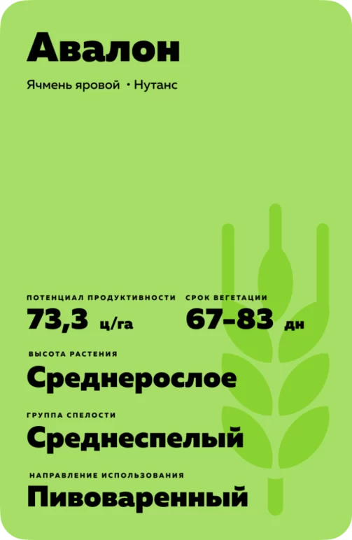 Авалон сорт ярового ячменя