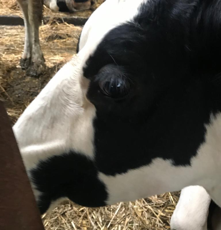 Что с глазами у коровы?