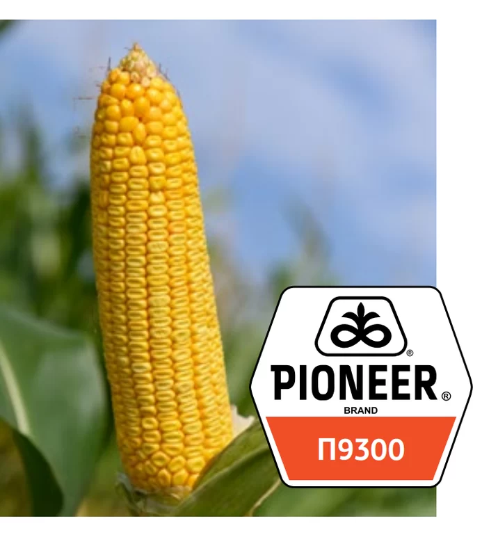 П 9300 (P9300) гибрид кукурузы