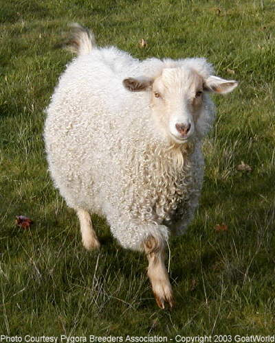 Пигорская порода коз