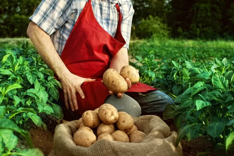 Высокий урожай картофеля в Сибири может обрушить цены на рынке