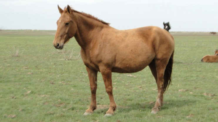 Кушумская порода лошадей