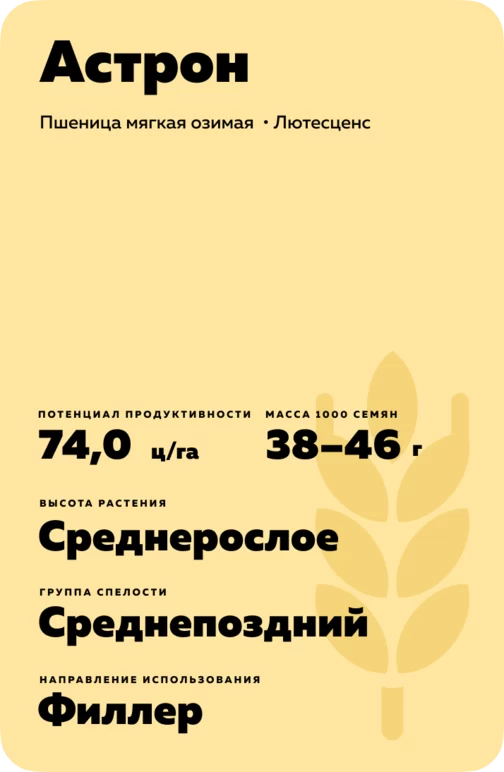 Астрон сорт мягкой озимой пшеницы
