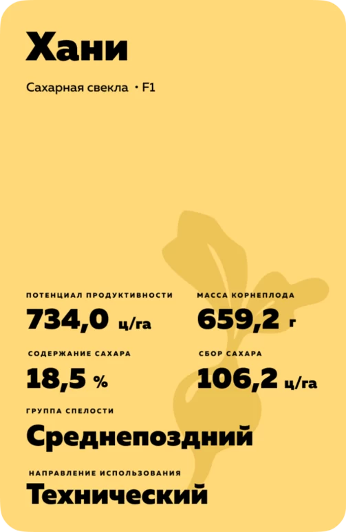 Хани - гибрид свеклы сахарной (Beta vulgaris L. ssp. vulgaris var. saccharifera Alef.).